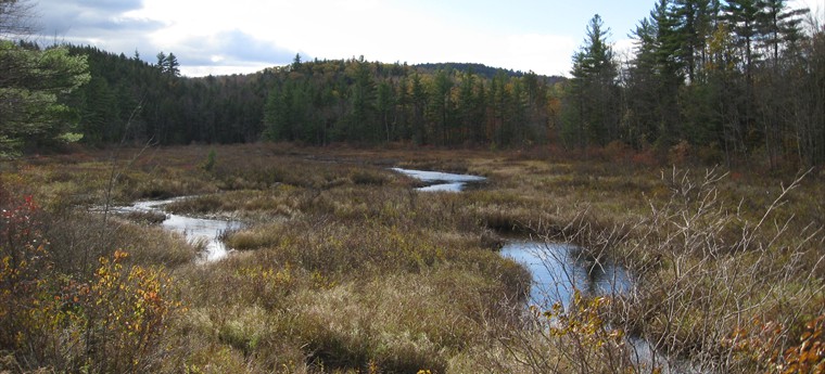 Wetlands Mitigation