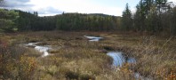 Wetlands Mitigation